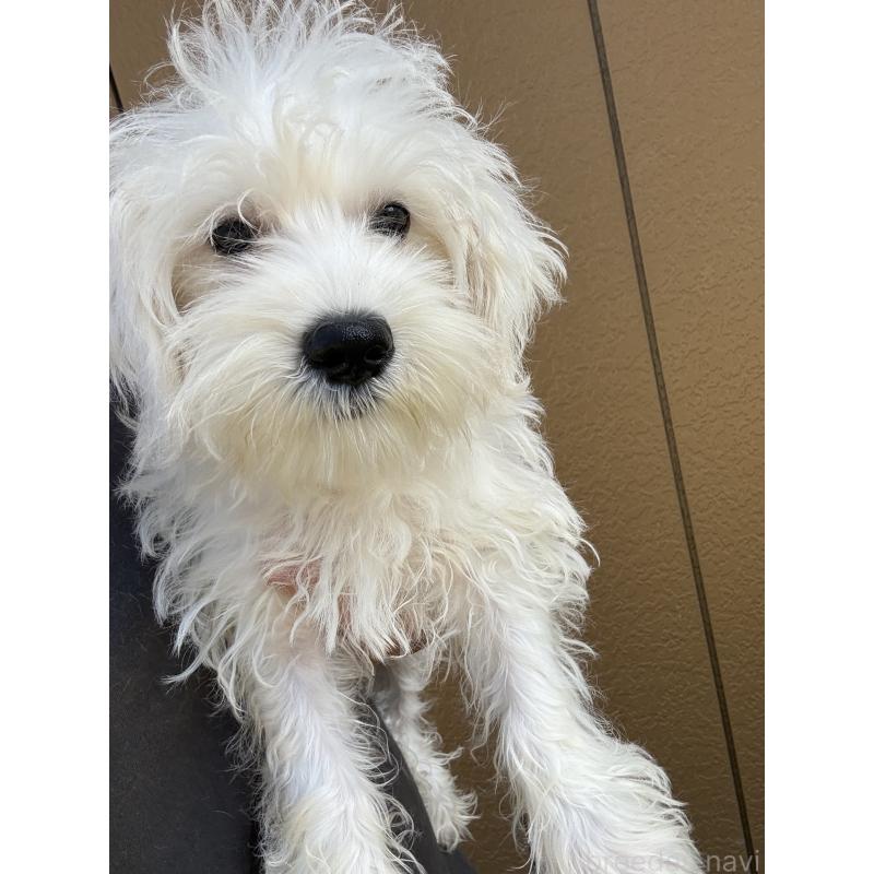 成約済の茨城県のマルシュナ:マルチーズ×ミニチュアシュナウザー-401091の5枚目