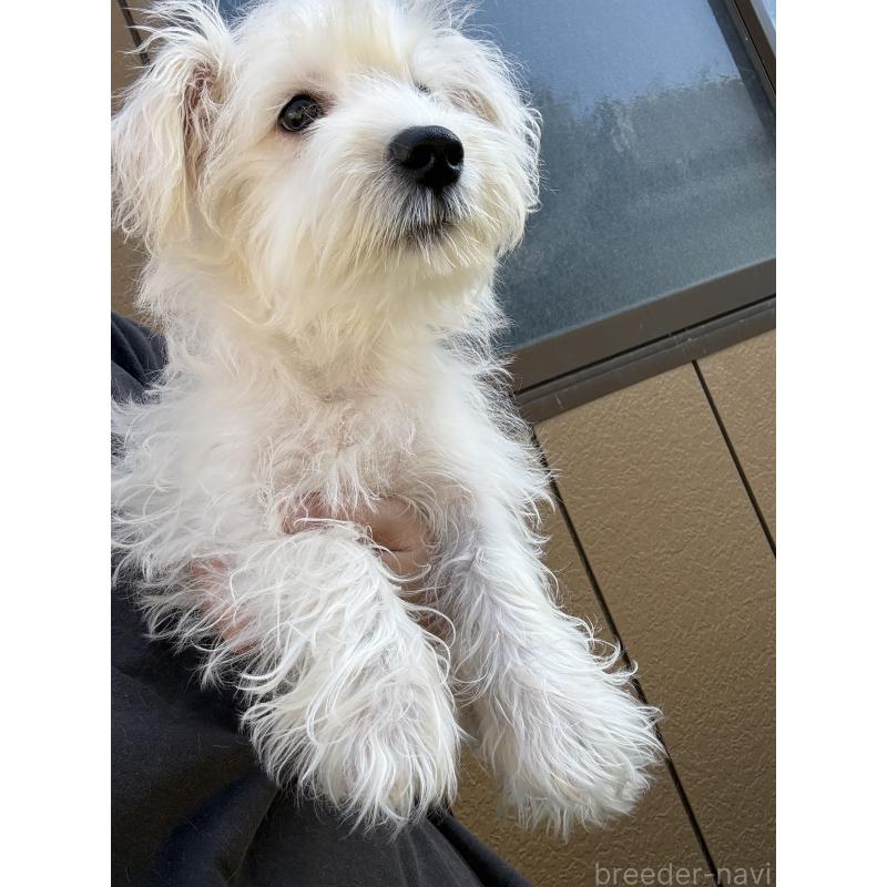 成約済の茨城県のマルシュナ:マルチーズ×ミニチュアシュナウザー-401091の4枚目