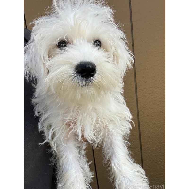 成約済の茨城県のマルシュナ:マルチーズ×ミニチュアシュナウザー-401091の3枚目