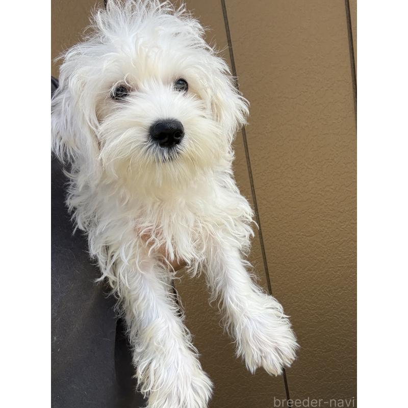 成約済の茨城県のマルシュナ:マルチーズ×ミニチュアシュナウザー-401091の2枚目