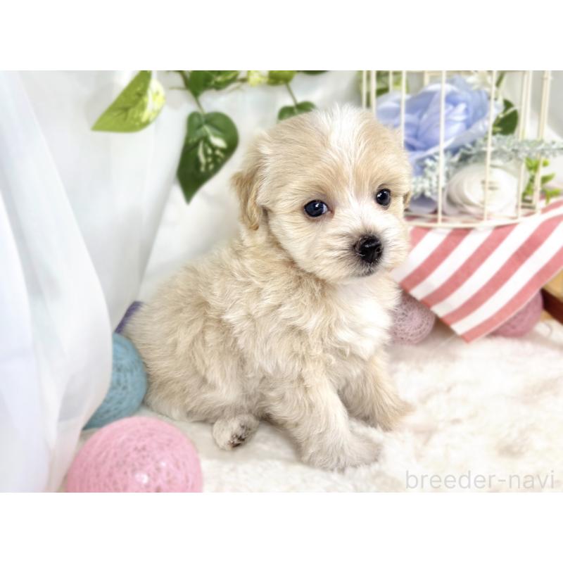 販売中の滋賀県のマルプー:マルチーズ×トイプードル-416306の2枚目