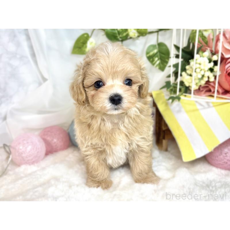 販売中の滋賀県のマルプー:マルチーズ×トイプードル-416311の4枚目
