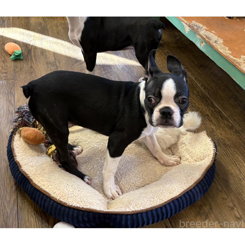 成約済の京都府のボストンテリア-399502の2枚目