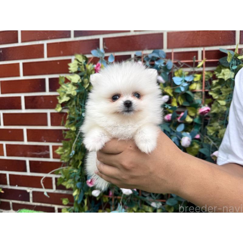 販売中の茨城県のポメラニアン-416318の5枚目
