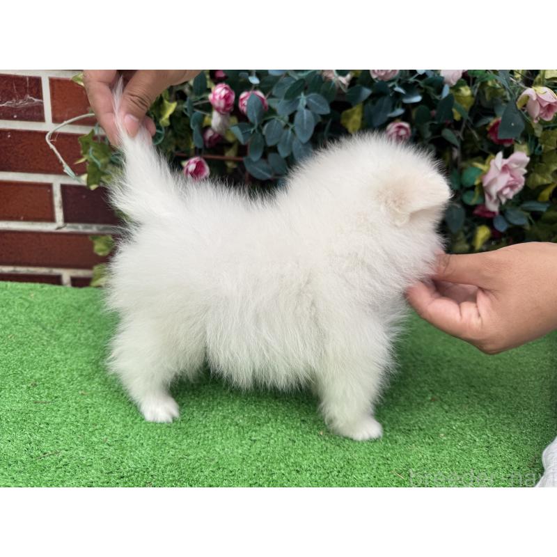 販売中の茨城県のポメラニアン-416320の2枚目