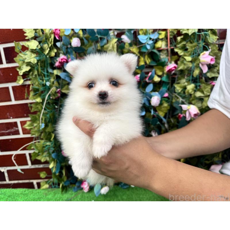 販売中の茨城県のポメラニアン-416322の4枚目