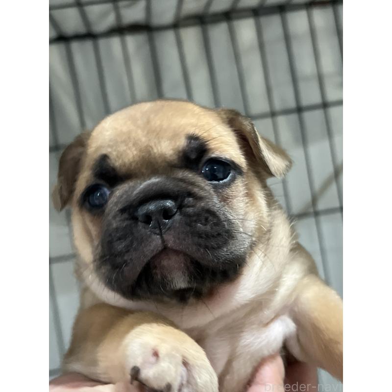 成約済の愛媛県のフレンチブルドッグ-414982の6枚目