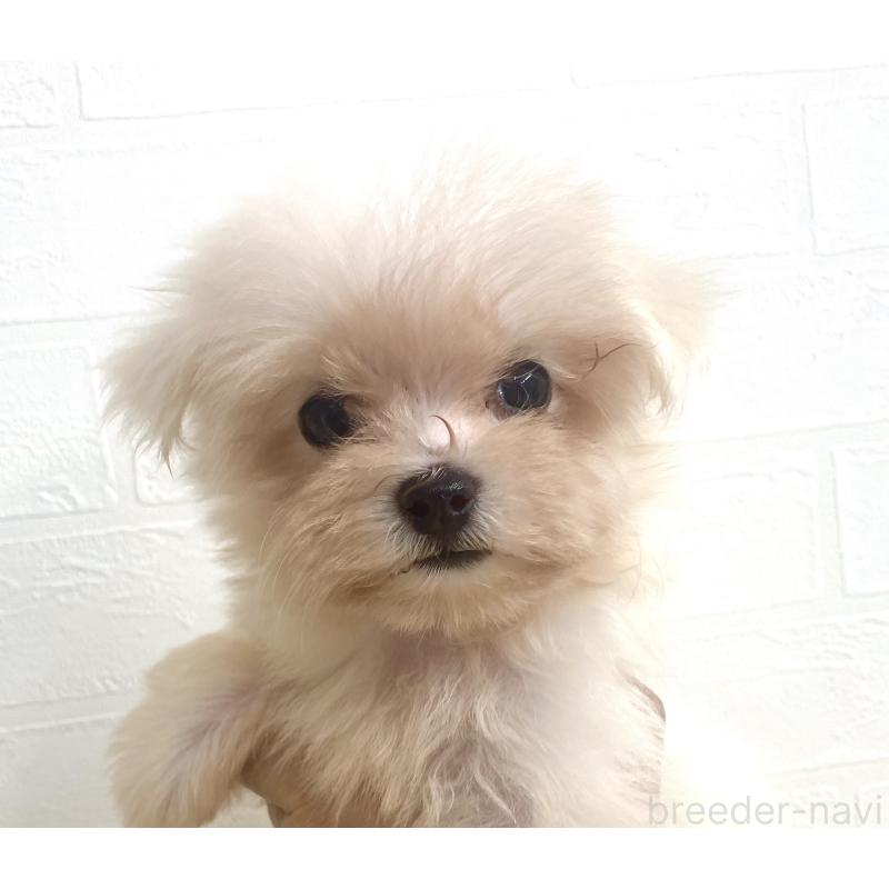 成約済の静岡県のマルチーズ-415328の2枚目