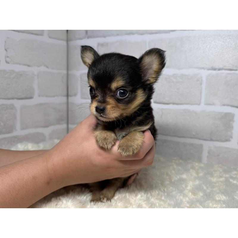 成約済の熊本県のチワワ(ロングコート)-415316の2枚目