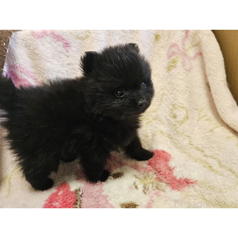 販売中の愛知県のポメラニアン-416342の6枚目