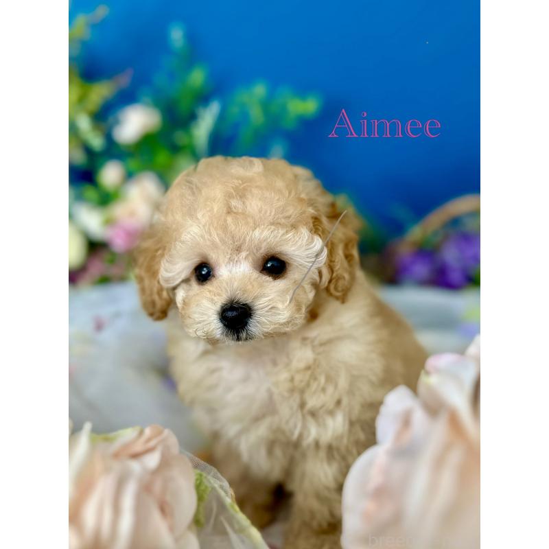 販売中の神奈川県のタイニープードル-416347の7枚目