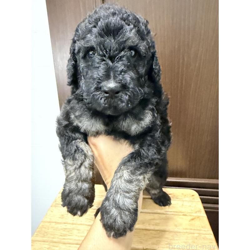 成約済ののラブラドゥードル:ラブラドールレトリーバー×プードル-414708