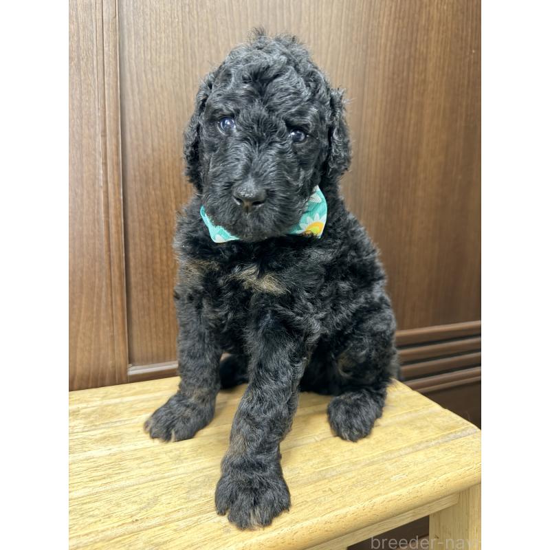 成約済の京都府のラブラドゥードル:ラブラドールレトリーバー×プードル-414761の4枚目