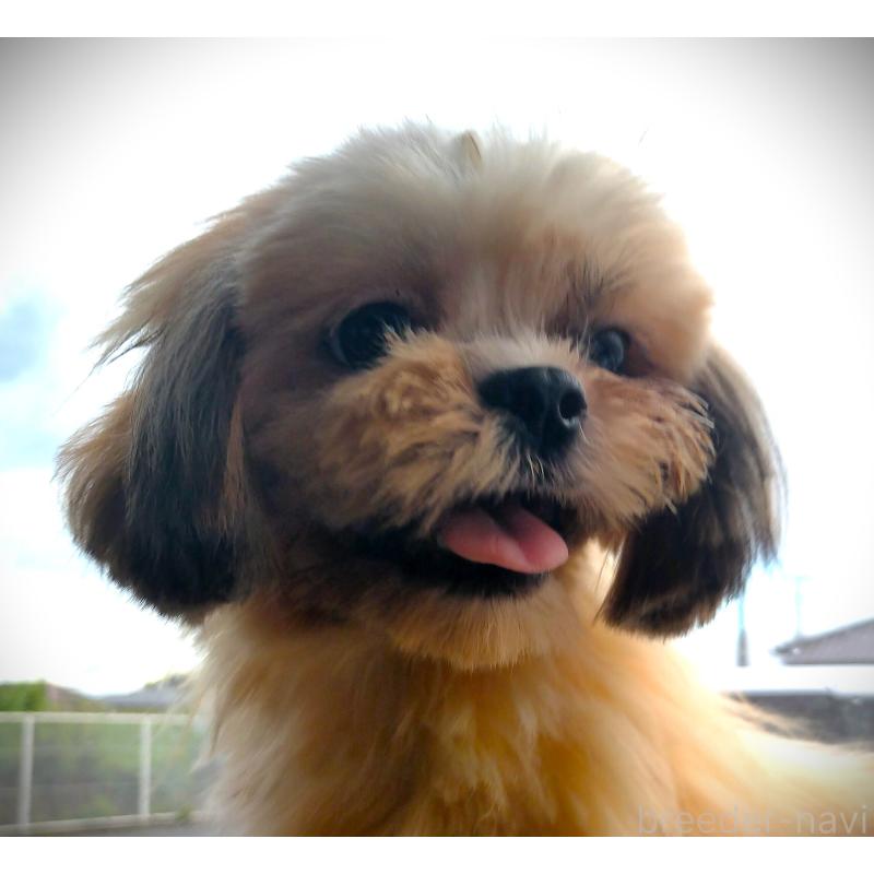 成約済の茨城県のシーズー-378259の3枚目