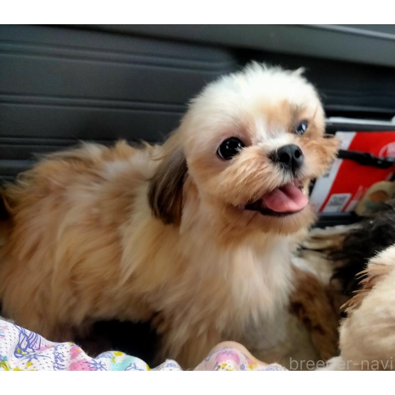 成約済の茨城県のシーズー-378259の2枚目