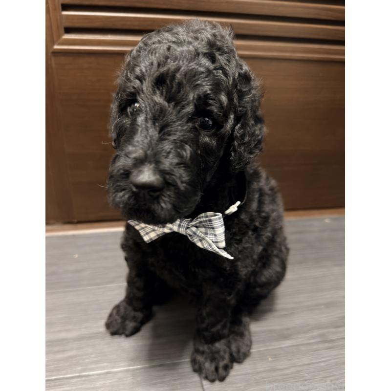 成約済の京都府のラブラドゥードル:ラブラドールレトリーバー×プードル-415073の3枚目