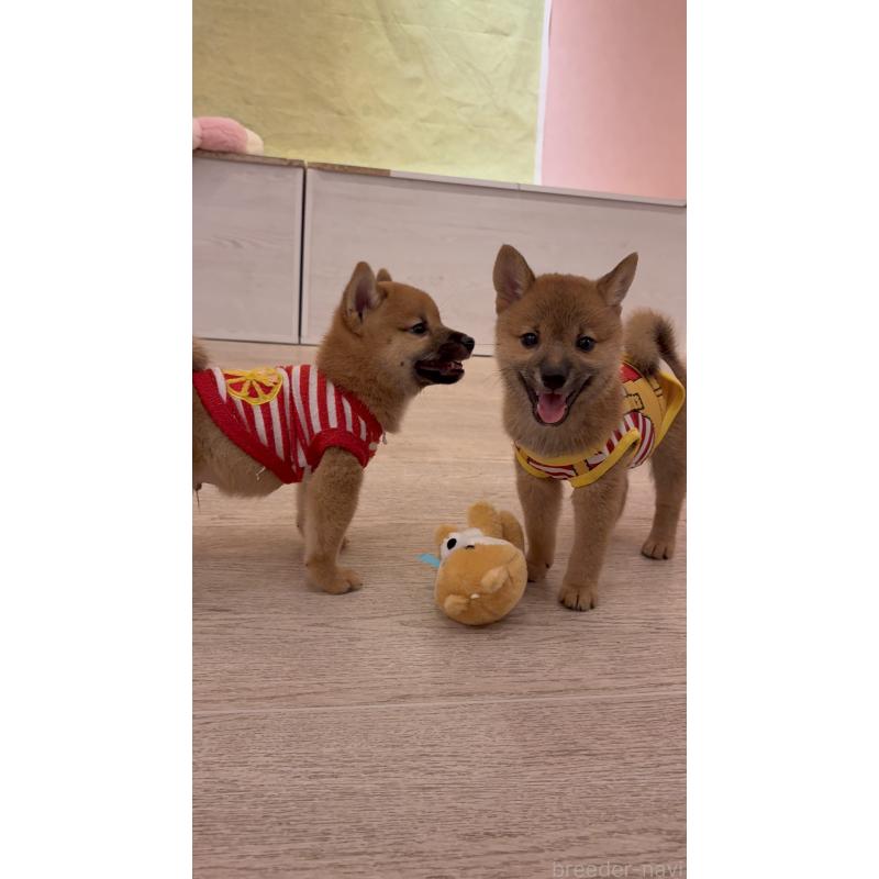 販売中の山形県の豆柴-402374の2枚目