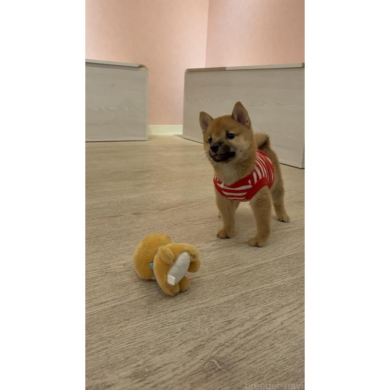 販売中の山形県の豆柴-402375の2枚目