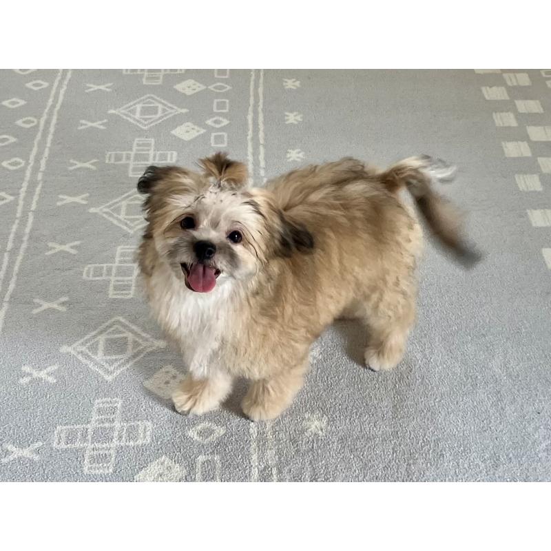 販売中の福岡県のミックス犬-387535の9枚目
