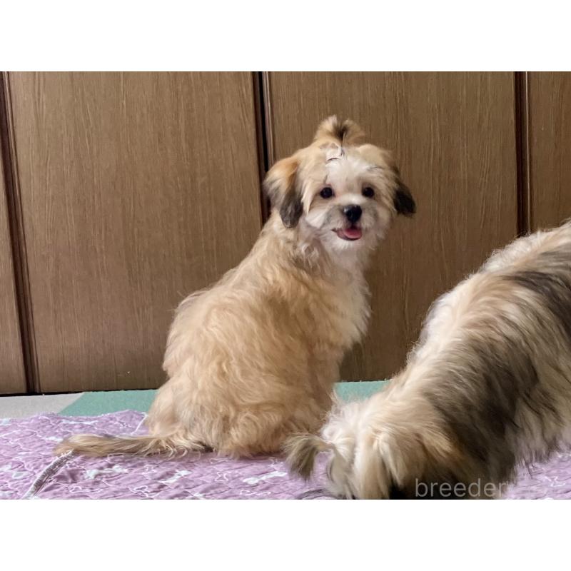 販売中の福岡県のミックス犬-387535の8枚目