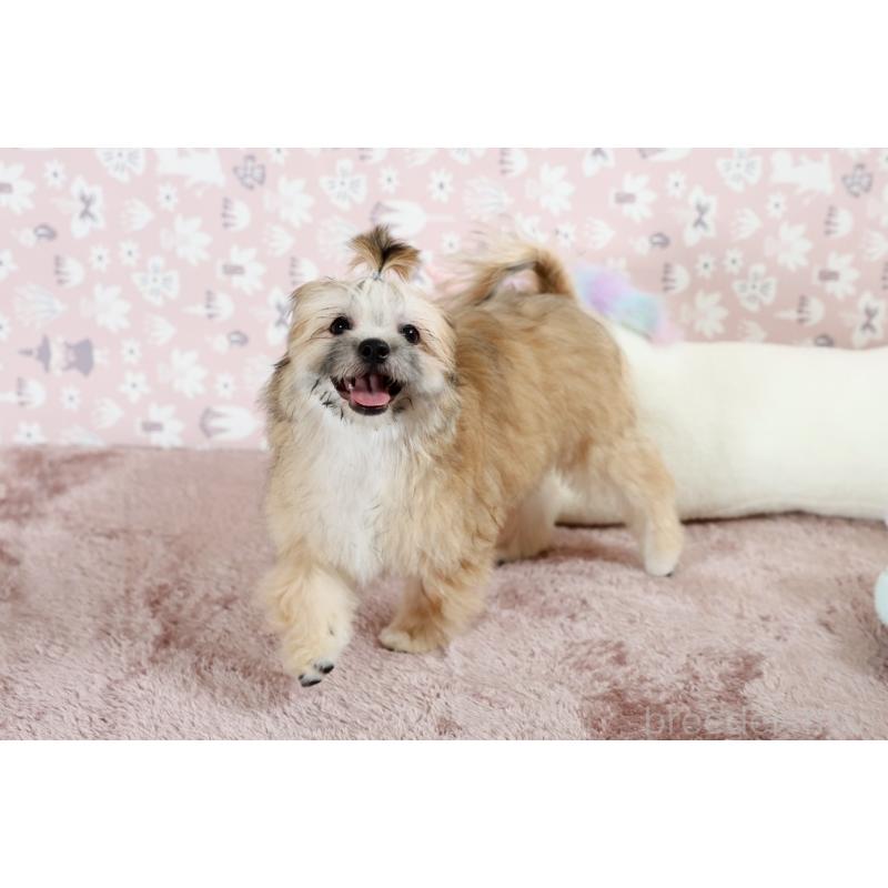 販売中の福岡県のミックス犬-387535の7枚目