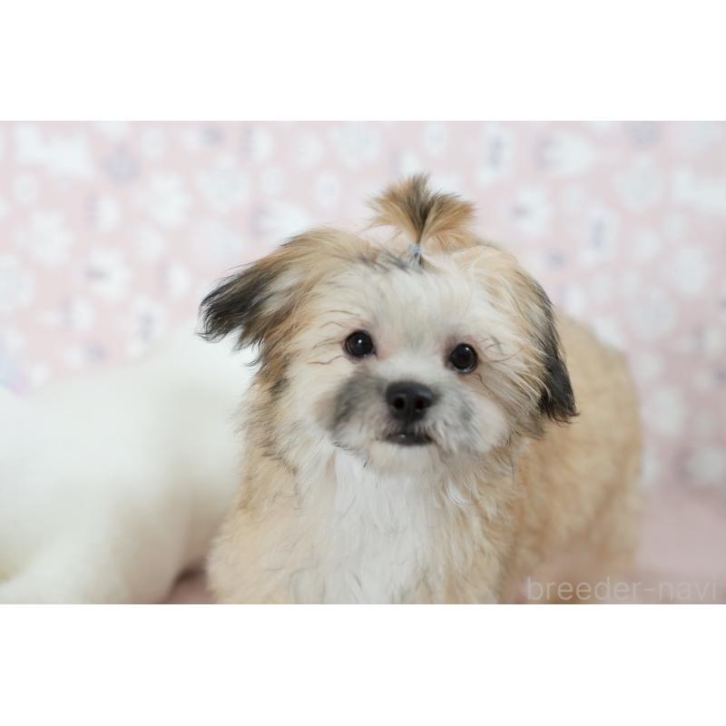 販売中の福岡県のミックス犬-387535の6枚目