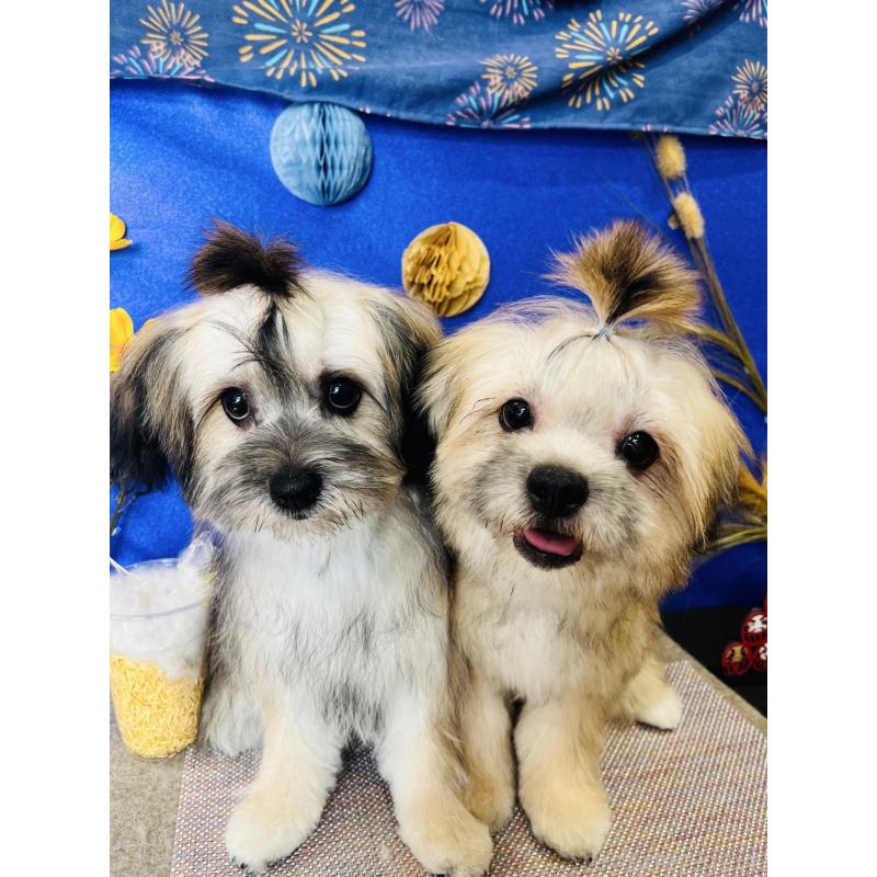 販売中の福岡県のミックス犬-387535の4枚目