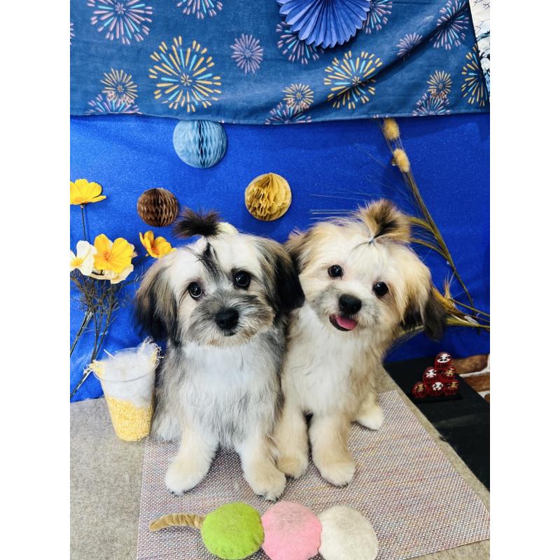 販売中の福岡県のミックス犬-387535の3枚目