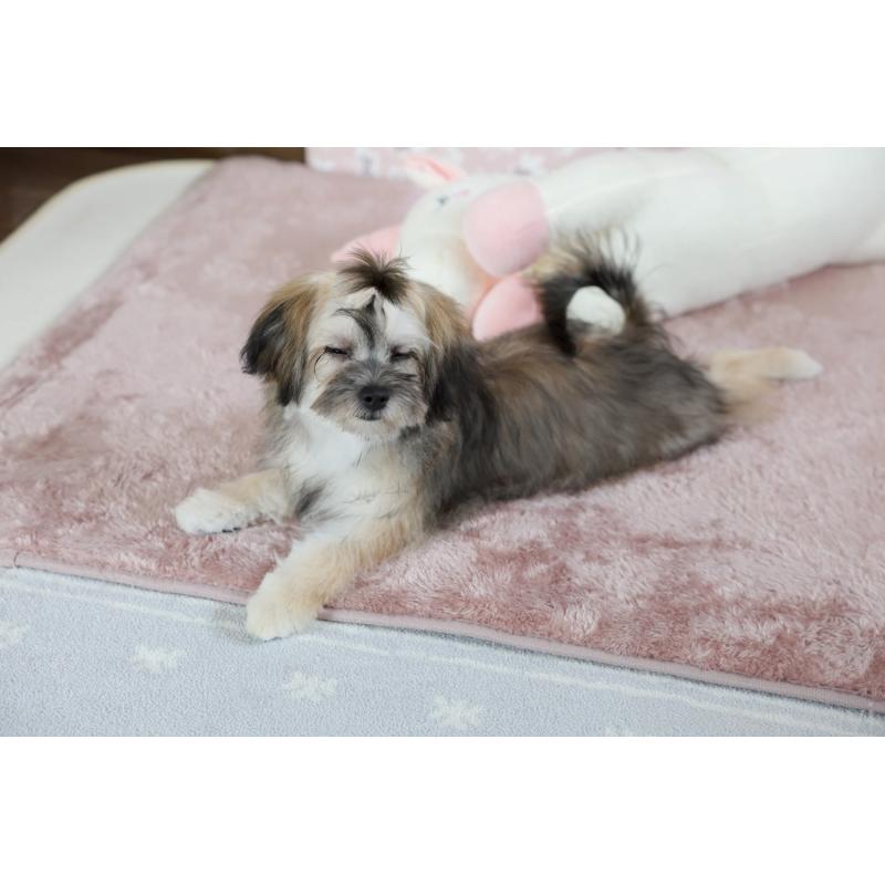 販売中の福岡県のミックス犬-387534の7枚目