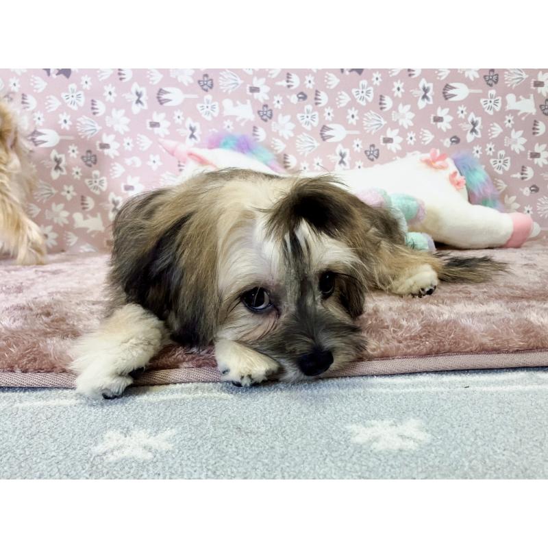販売中の福岡県のミックス犬-387534の6枚目