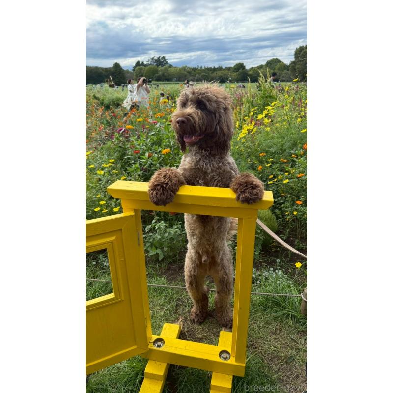 成約済の東京都のポーチュギーズウォータードッグ-377430の2枚目