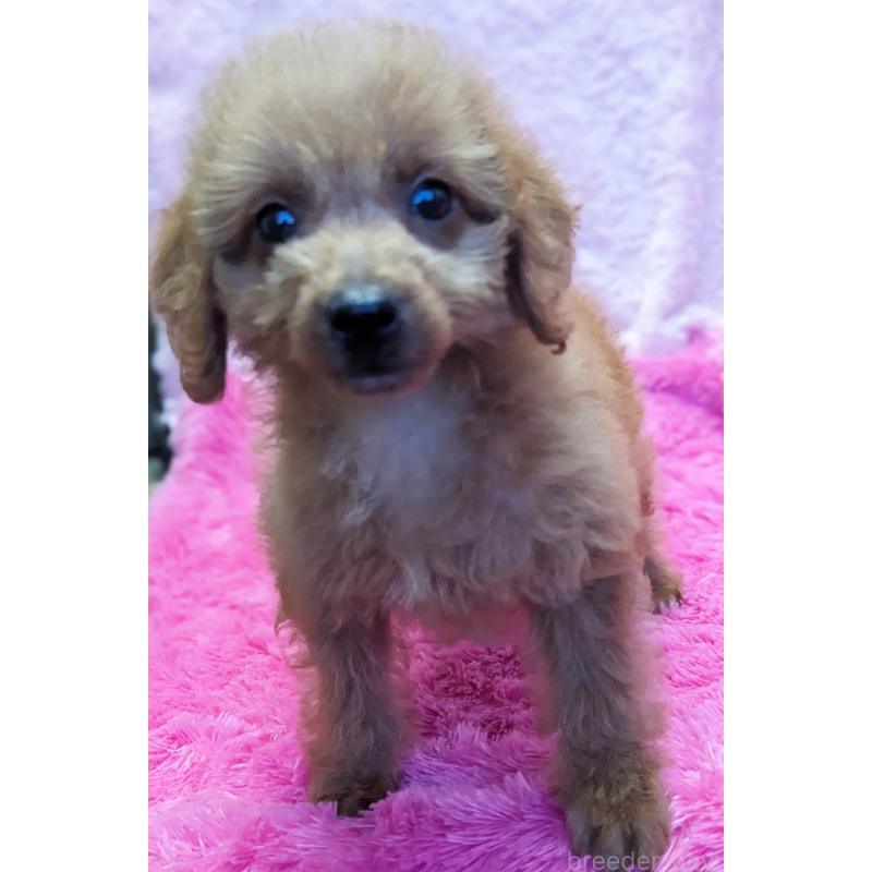 販売中の静岡県のミックス犬-416357の11枚目