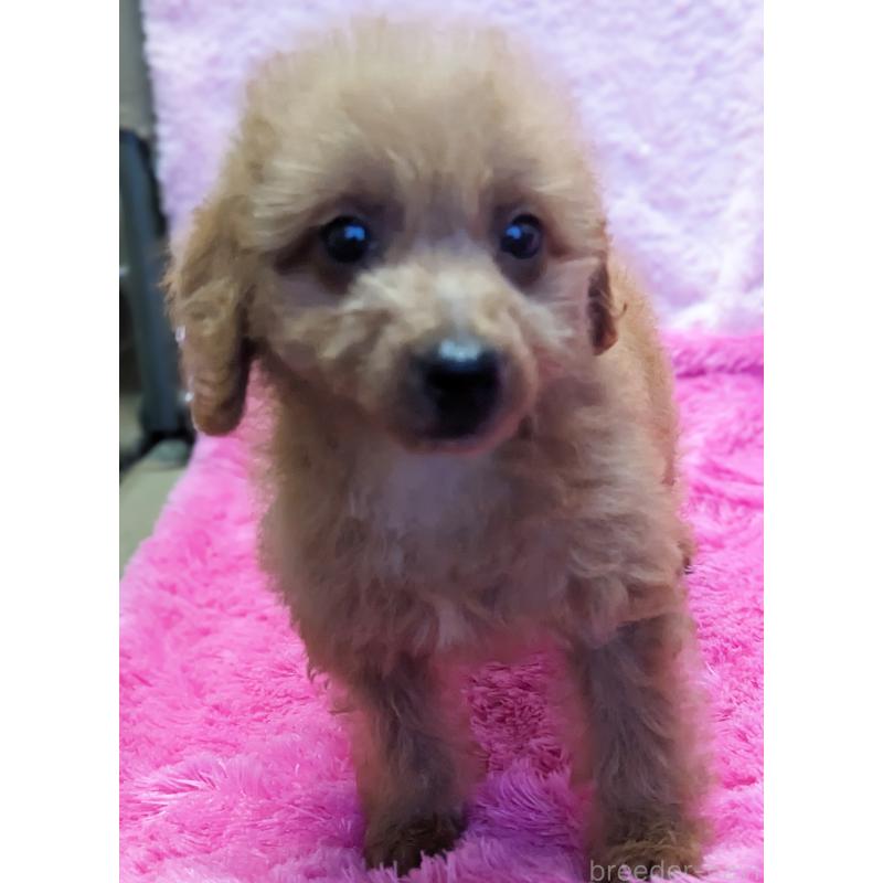 販売中の静岡県のミックス犬-416357の12枚目