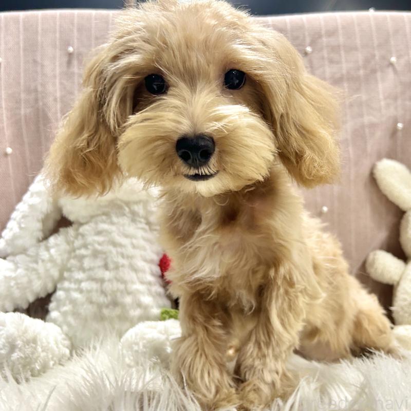 販売中の栃木県のマルプー:マルチーズ×トイプードル-415737の13枚目