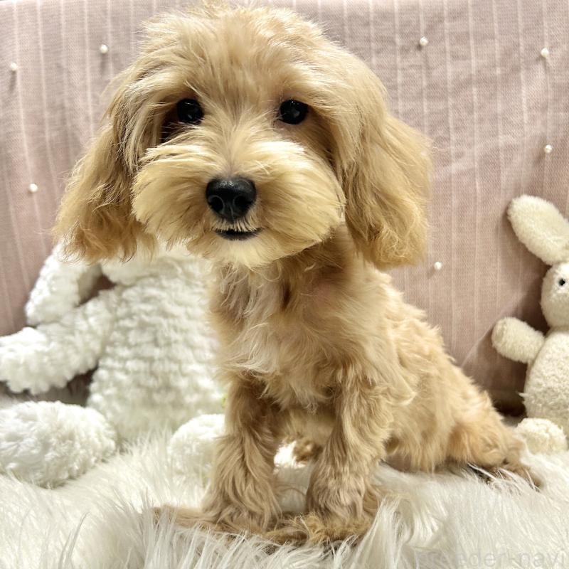 販売中の栃木県のマルプー:マルチーズ×トイプードル-415737の11枚目