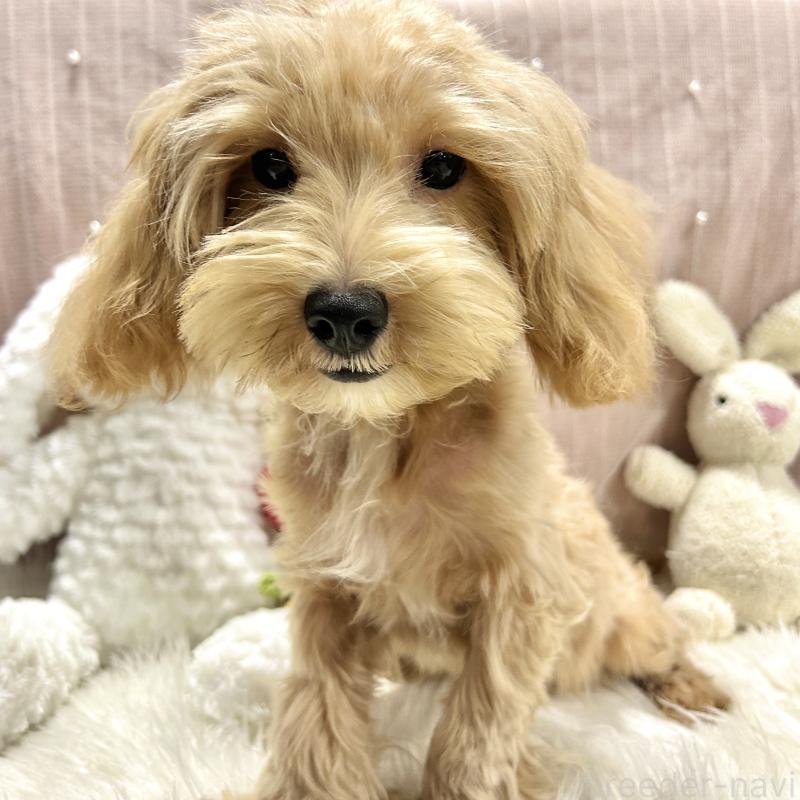 販売中の栃木県のマルプー:マルチーズ×トイプードル-415737の10枚目