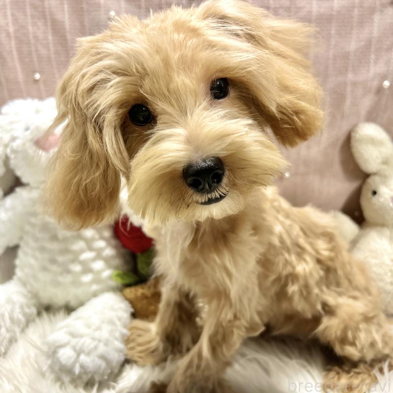 販売中の栃木県のマルプー:マルチーズ×トイプードル-415737の9枚目