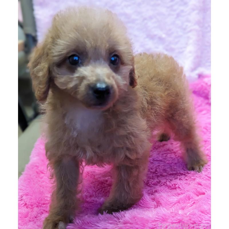 販売中の静岡県のミックス犬-416357の10枚目