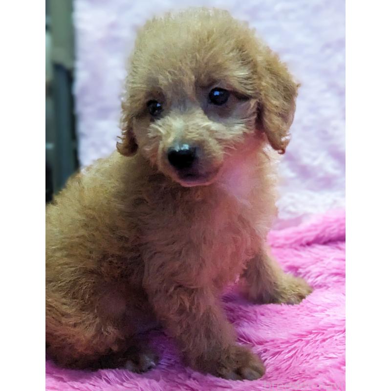 販売中の静岡県のミックス犬-416357の9枚目