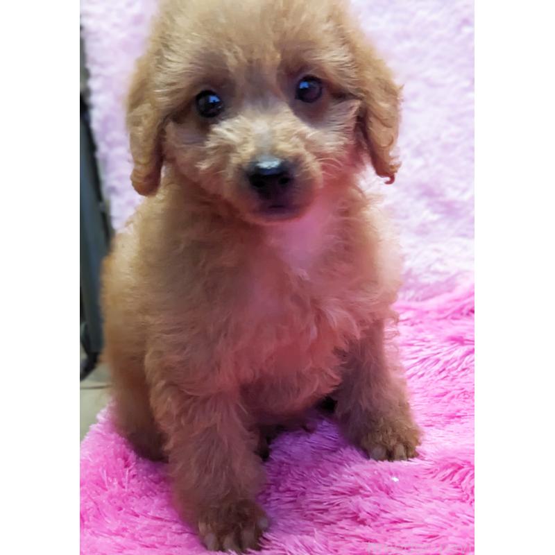 販売中の静岡県のミックス犬-416357の8枚目