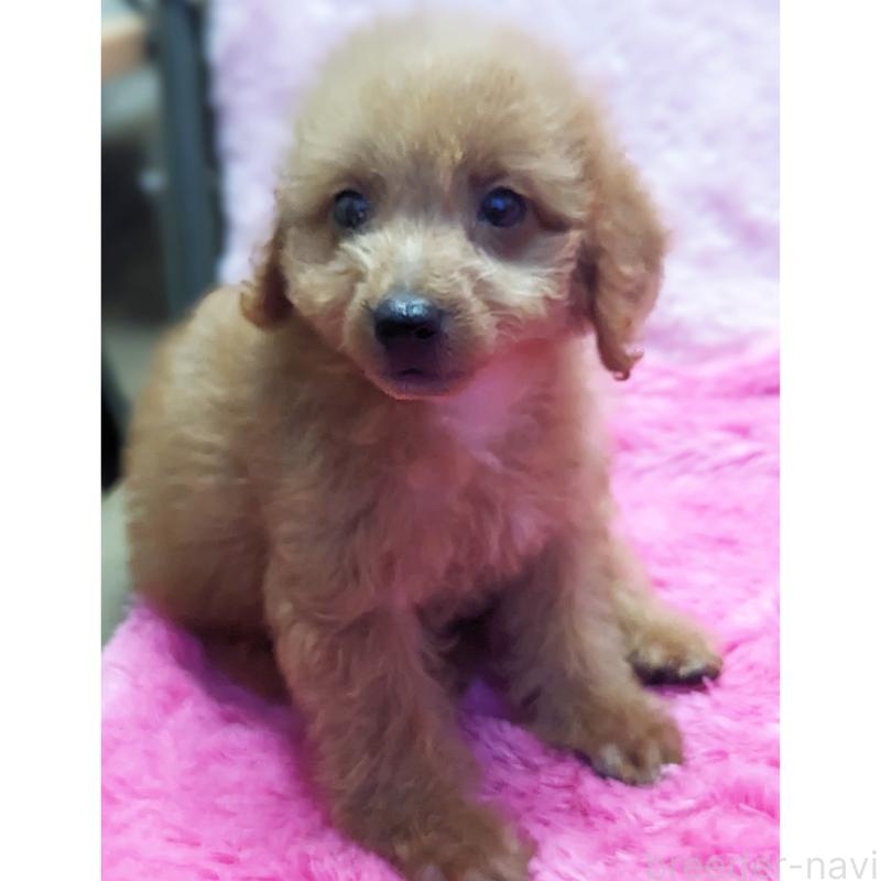 販売中の静岡県のミックス犬-416357の7枚目
