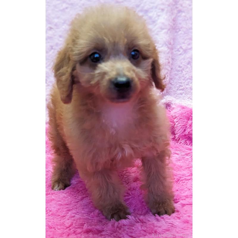販売中の静岡県のミックス犬-416357の6枚目