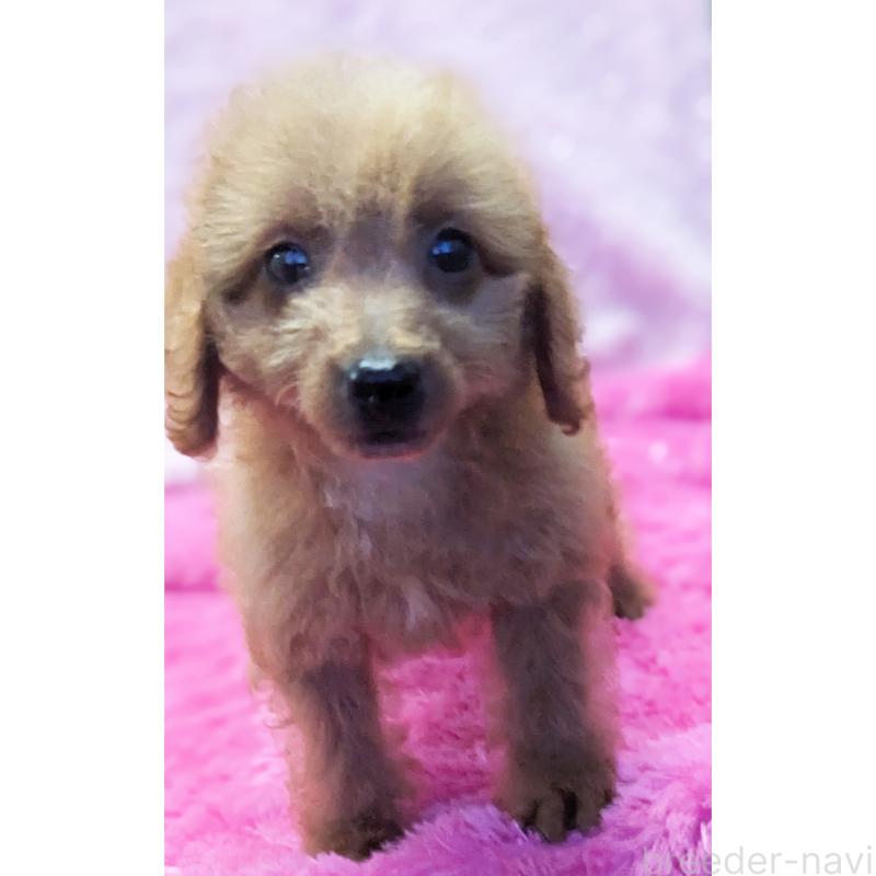 販売中の静岡県のミックス犬-416357の5枚目