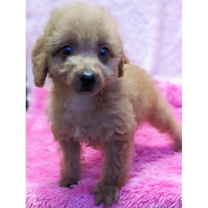 販売中の静岡県のミックス犬-416357の4枚目