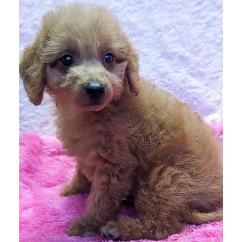 販売中の静岡県のミックス犬-416357の3枚目