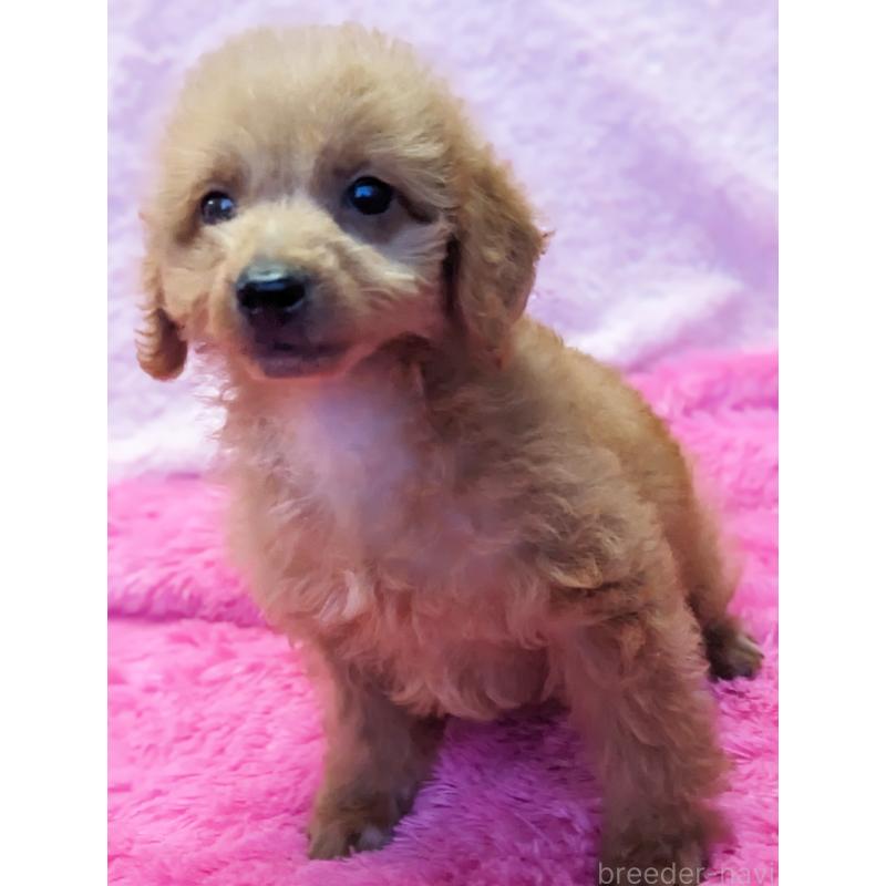 販売中の静岡県のミックス犬-416357の2枚目