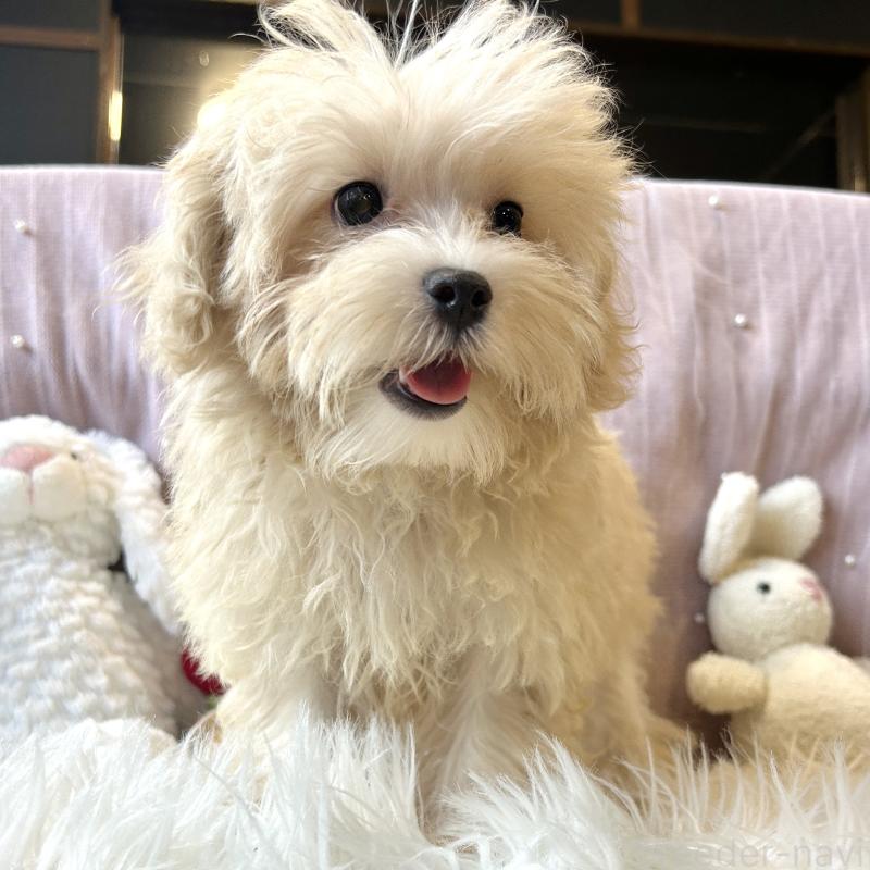 販売中の栃木県のマルプー:マルチーズ×トイプードル-416355の3枚目