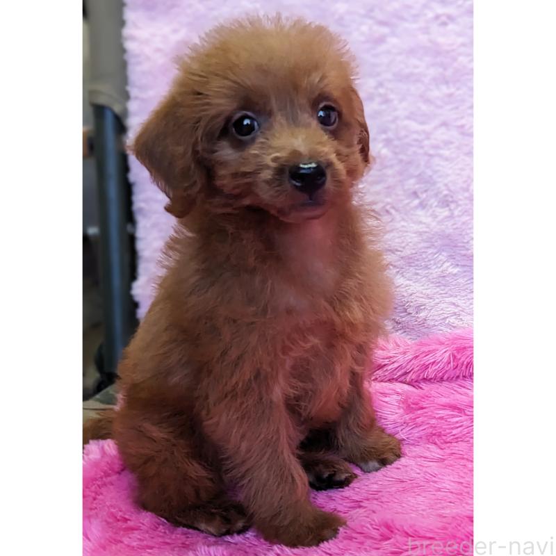 販売中の静岡県のミックス犬-416359の10枚目