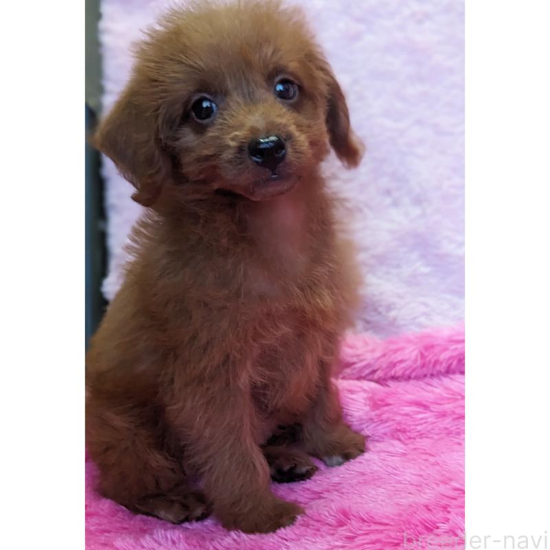 販売中の静岡県のミックス犬-416359の9枚目