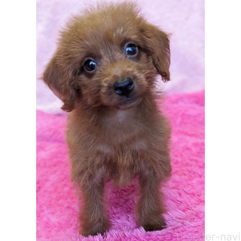 販売中の静岡県のミックス犬-416359の8枚目